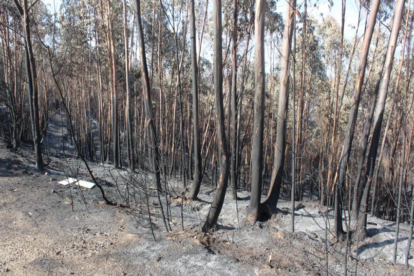 Especial Informação 20h00 - Incêndios Abrantes - Ouça Aqui!