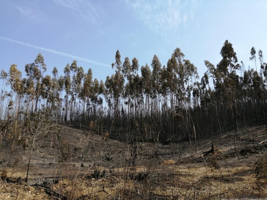 Época mais critica termina hoje com menos área ardida e mais fogos