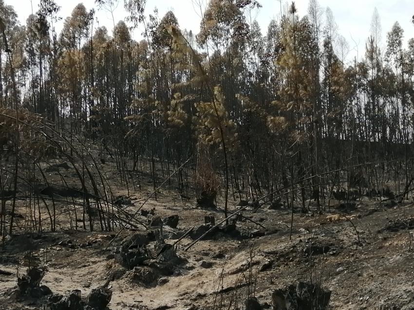 GNR identificou suspeito em Proença-a-Nova e PJ está a investigar