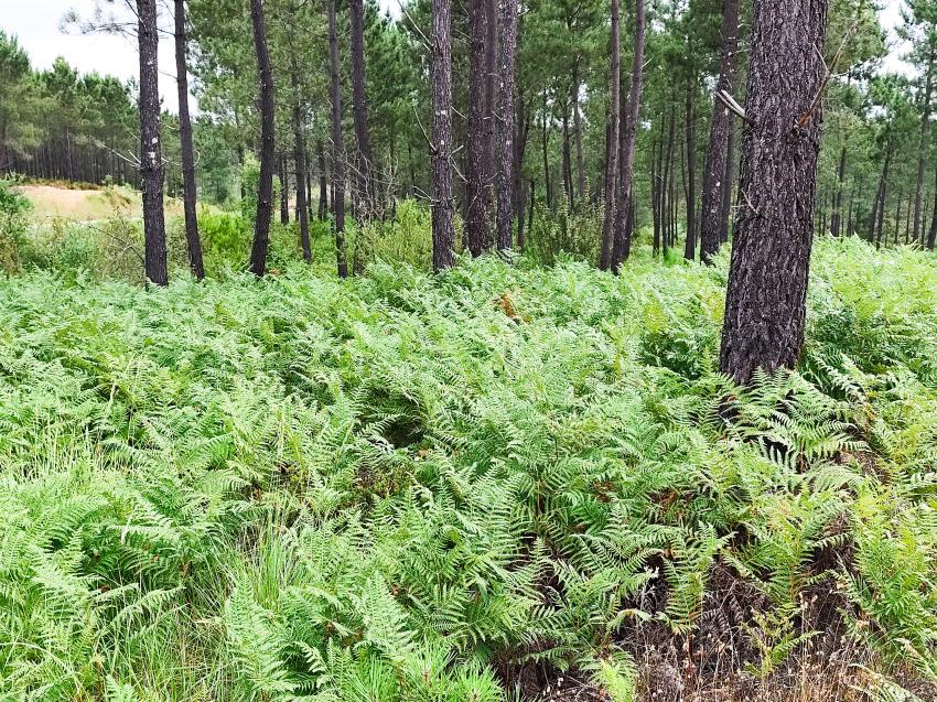 GNR levantou autos a 120 municípios por falta de limpeza de terrenos em 2025 - AGIF