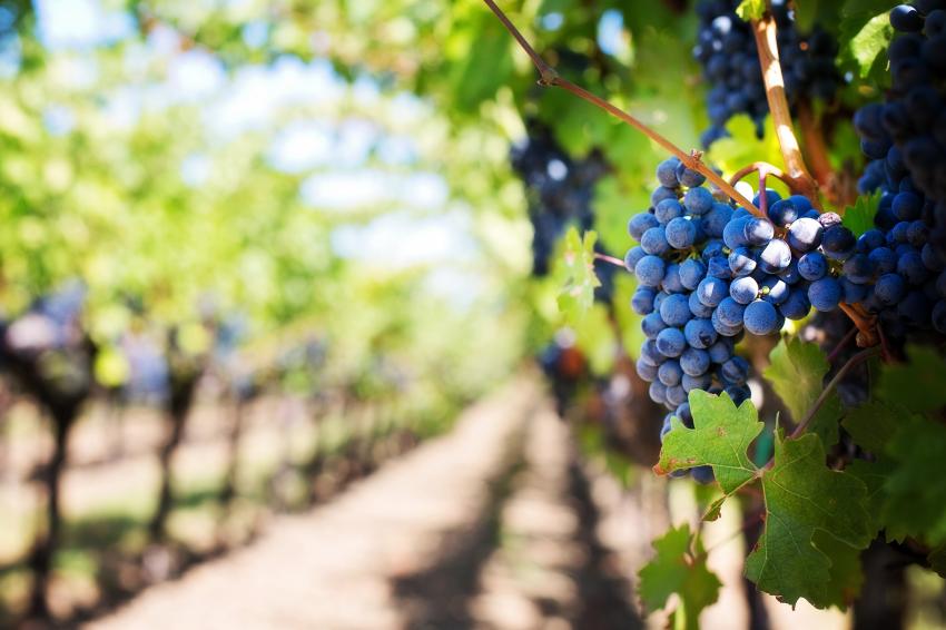 Calor antecipou vindimas e obriga viticultura a adaptar-se - AgroWine