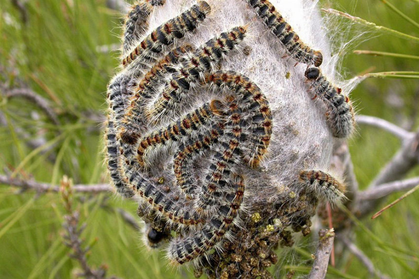 Cuidado com a lagarta do pinheiro. Parece inofensiva, mas não é