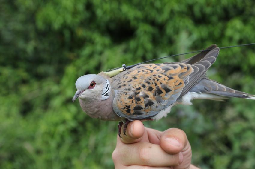 Aves migratórias em declínio pela ação do Homem e alterações climáticas