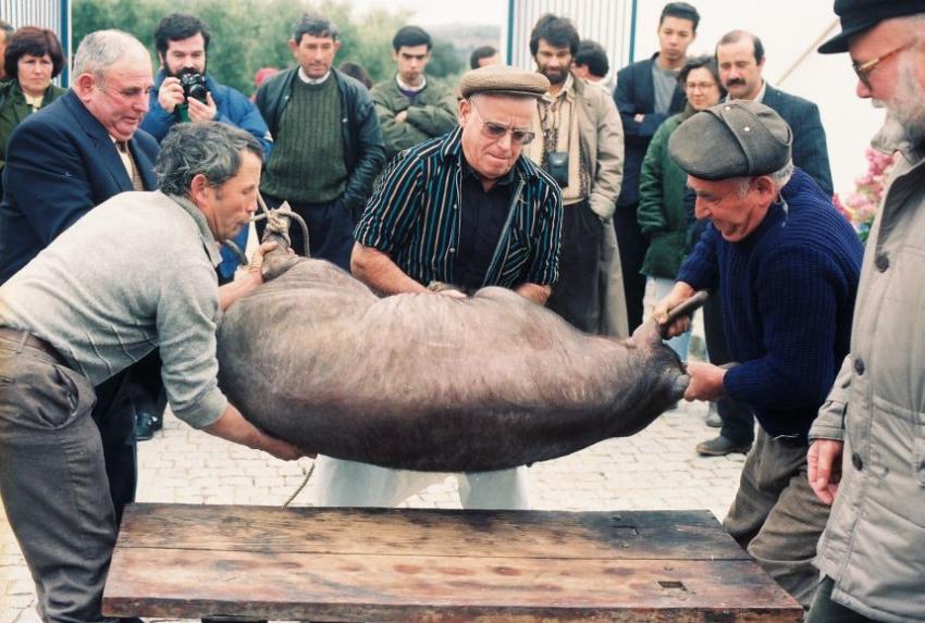 Mouriscas: Matança tradicional do porco acontece este fim-de-semana na sede d' Os Esparteiros