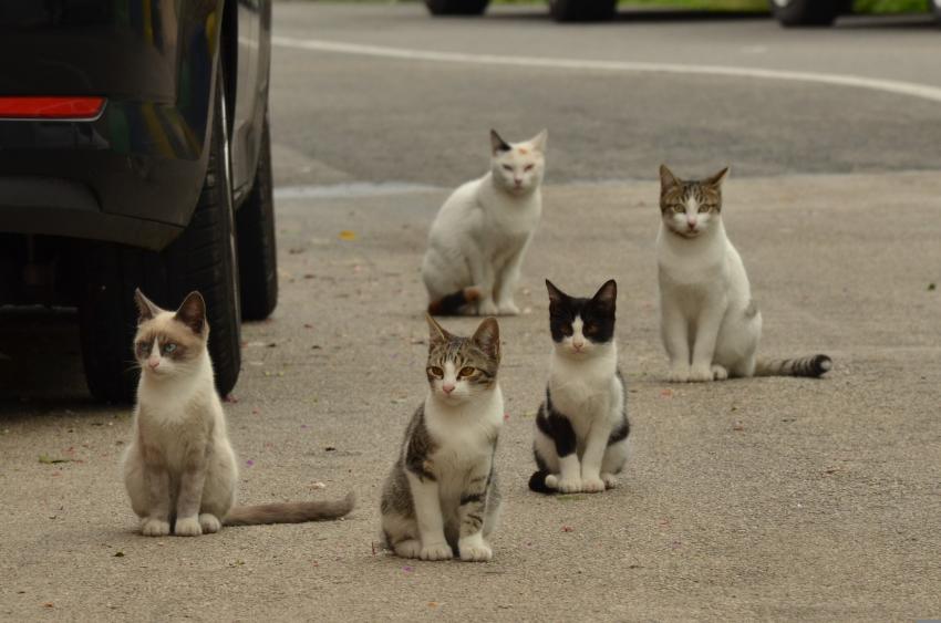 Centro de Proença-a-Nova resolve problema de cães mas situação de gatos na rua é difícil