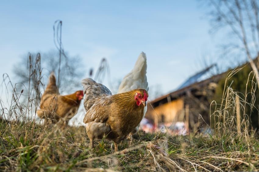 Portugal volta a estar livre da gripe das aves