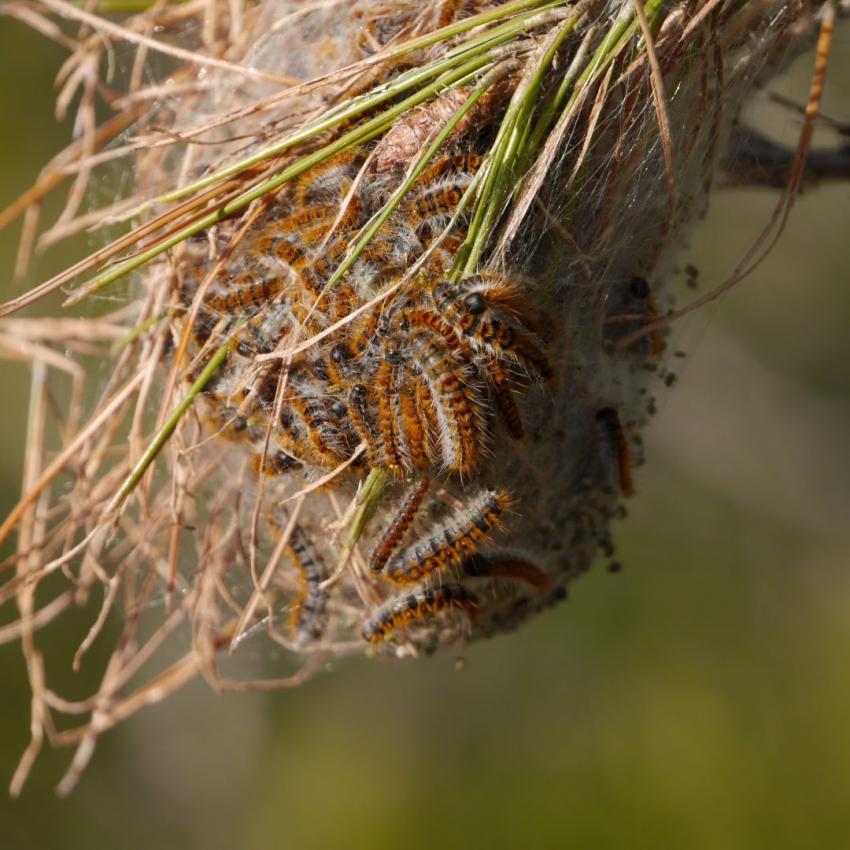 ULS alerta para os perigos da largarta dos pinheiros 