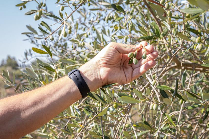 Agricultores pretendem investir cerca de 1,5 milhões de euros com o apoio da TAGUS