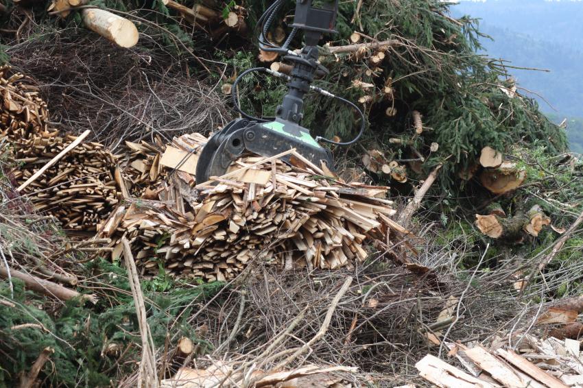 Associação Quercus pede fim dos subsídios à queima industrial de biomassa