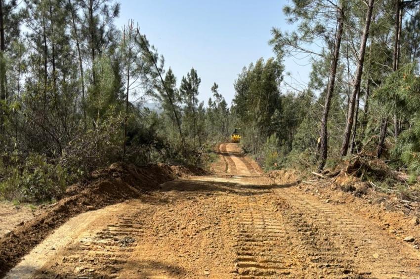 Brigadas de Sapadores Florestais intervencionaram 25 hectares e 45 quilómetros de caminhos na sub-região