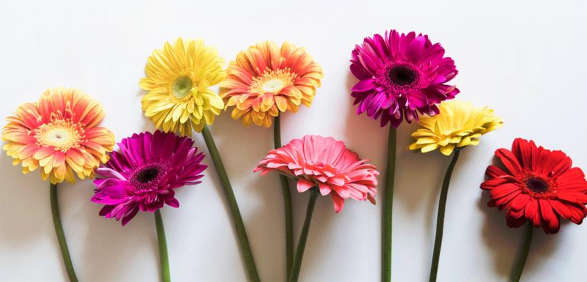 Feira da Primavera volta às ruas da vila