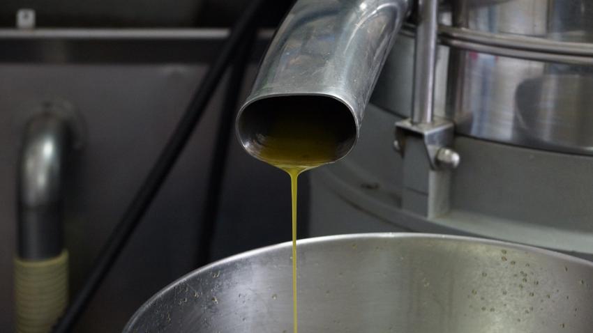 Lagar industrial de Abrantes prevê mais 50% de azeitona mas unidades tradicionais estão cautelosas