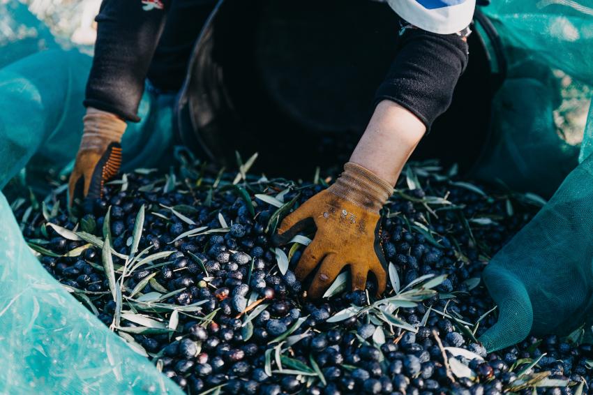 Centro de Portugal celebra o Dia Mundial da Oliveira com dezenas de atividades na região