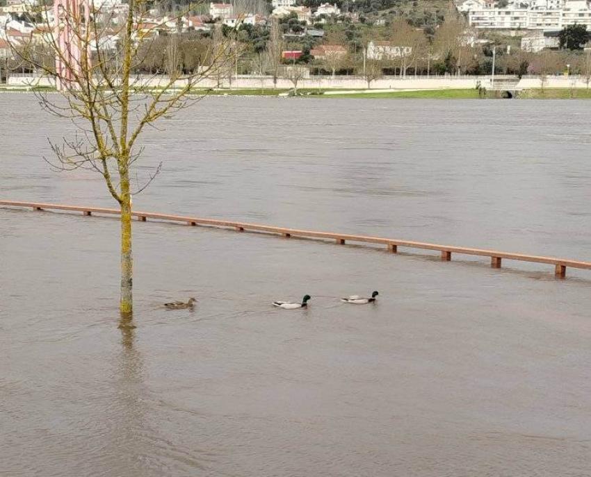 Aumento dos caudais do Tejo ativam Plano Especial de Cheias do Tejo