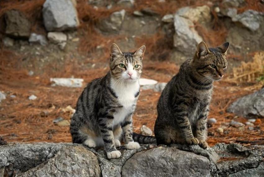 Município divulga dados de 2025 sobre a gestão de animais errantes 