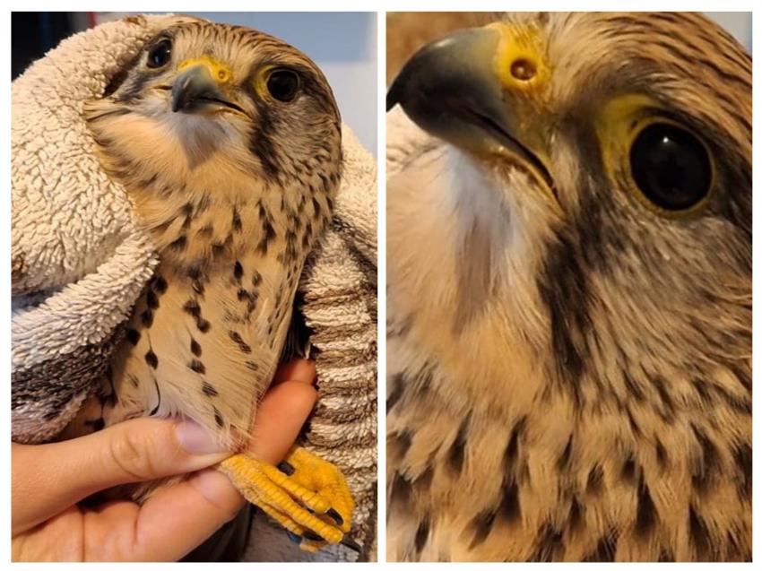 Núcleo de Proteção Ambiental da GNR recolhe peneireiro ferido