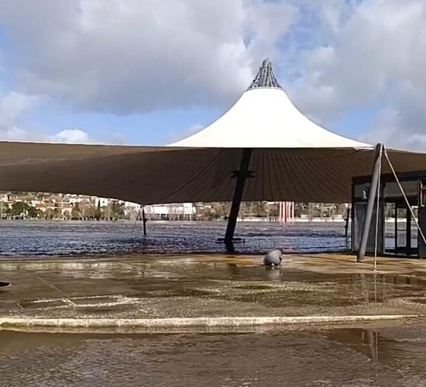 Caudais do Tejo em descida lenta começam a «libertar» as margens 